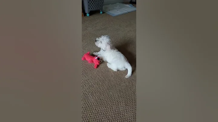 hey  Jem  this  is Bailey  my  puppy  hope  it. ca...