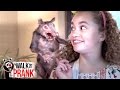 Rat Cake | Walk the Prank | Disney XD