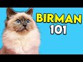 Birman Cat 101 - Must Watch Before Getting One