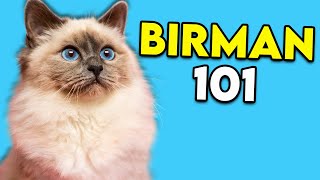 Birman Cat 101  This LongHaired Cat Is Actually Really EASY TO GROOM!