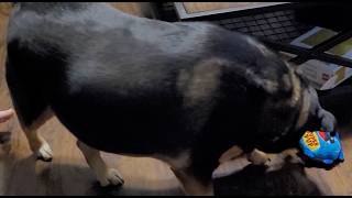 Dog reacts to this wacky, hilarious toy! screenshot 4
