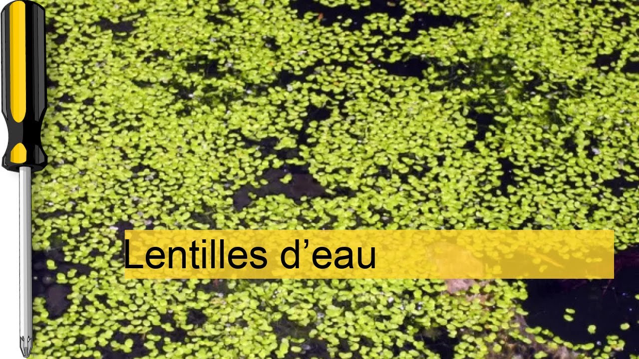 Découvrez les secrets fascinants des lentilles d'eau et leur impact sur l'écosystème !