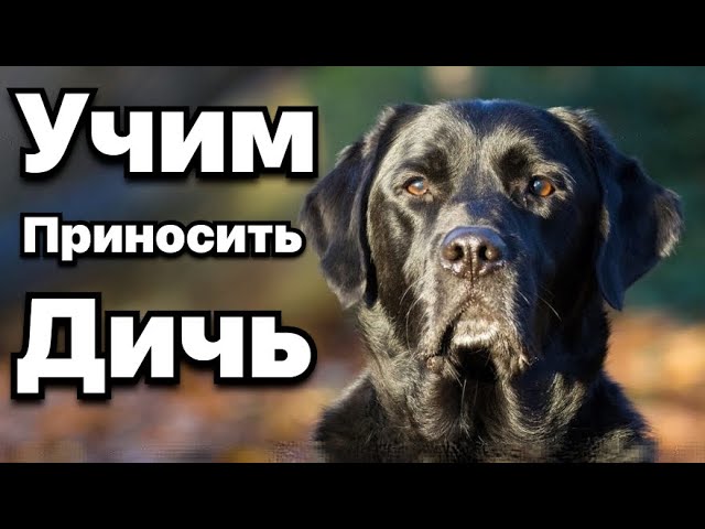 дрессировка охотничьей собаки