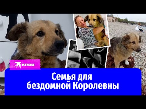 Искалеченная собака попала в добрые руки