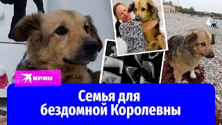 Искалеченная собака попала в добрые руки by Комсомольская Правда 13,592 views 8 days ago 2 minutes, 48 seconds