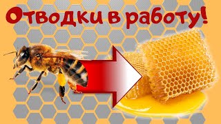 Как получить мед с отводков.-6 рамочное пчеловодство.