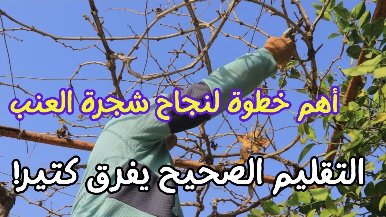 أسرار تقليم العنب في الشتاء لزيادة الإنتاج في الموسم الجديد مع الدكتور عبدالرحمن شحاتة 01224852985