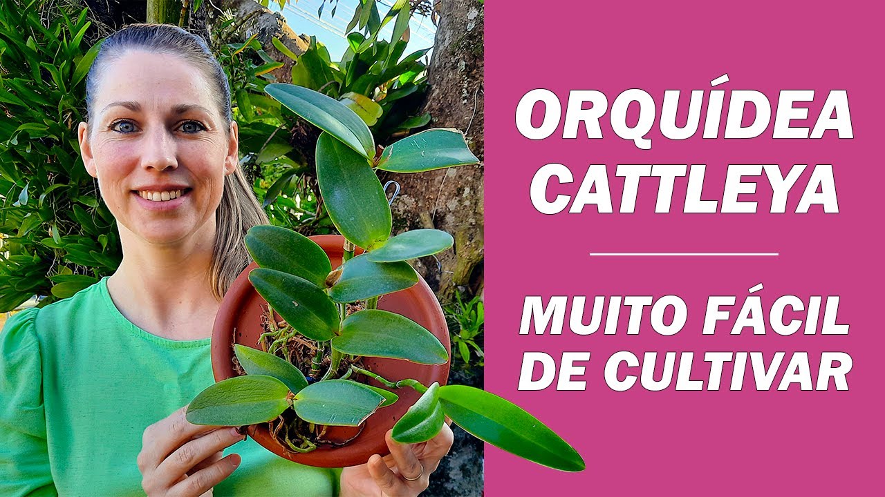 Como plantar e cultivar Orquídea Cattleya