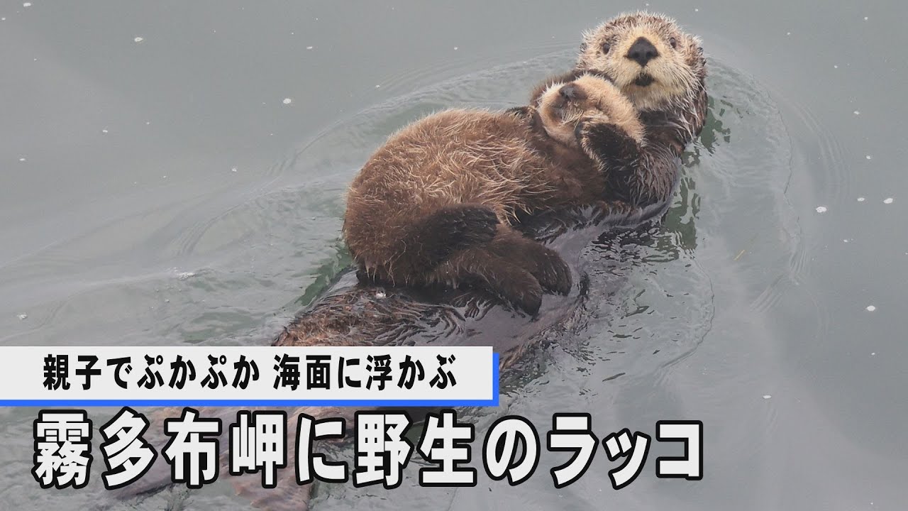 霧多布岬に野生のラッコ 親子でぷかぷか、海面に浮かぶ - YouTube