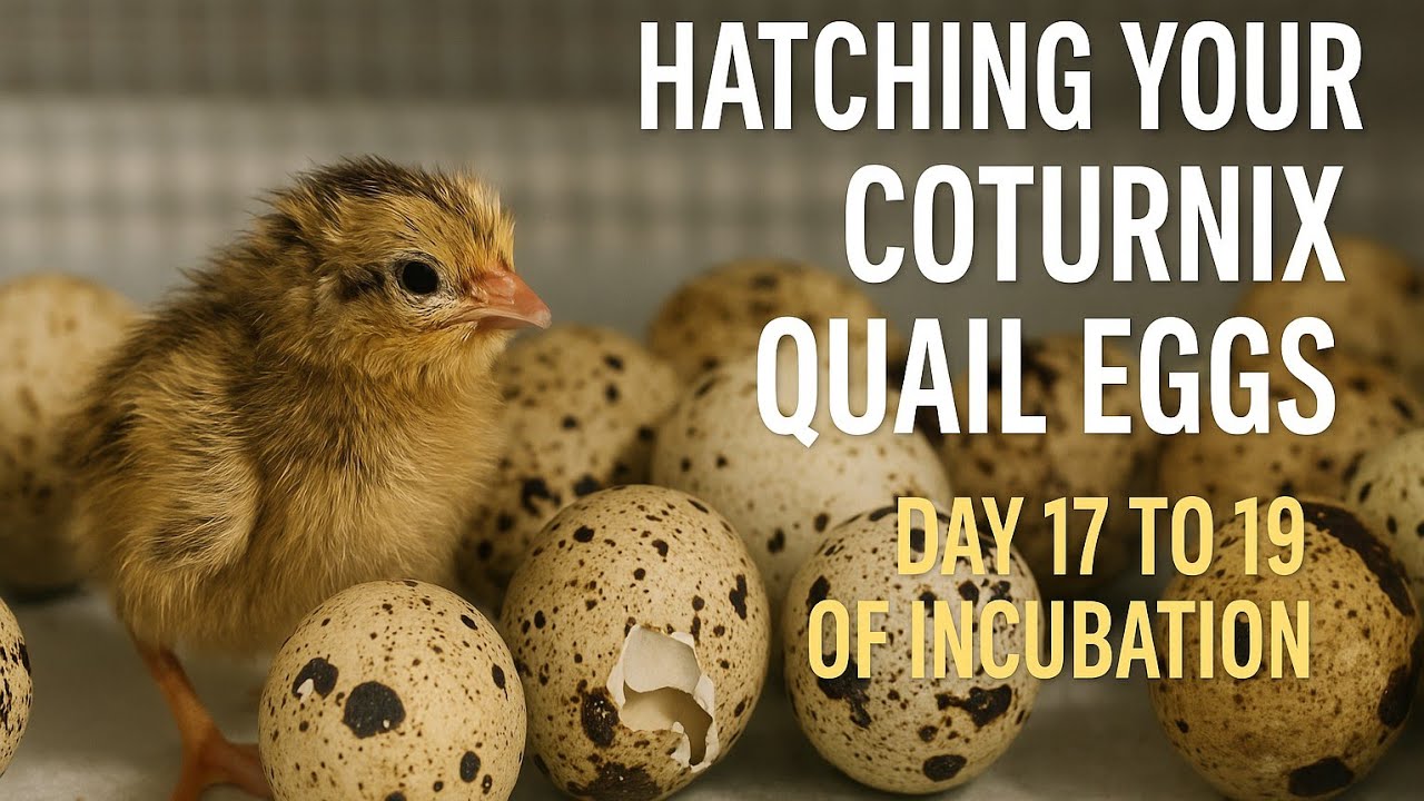 Hatching Your Coturnix Quail Eggs - Day 17 to 19 of Incubating Your ...