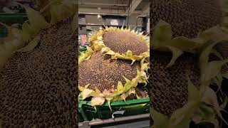 сонячник 🌻 sunflower