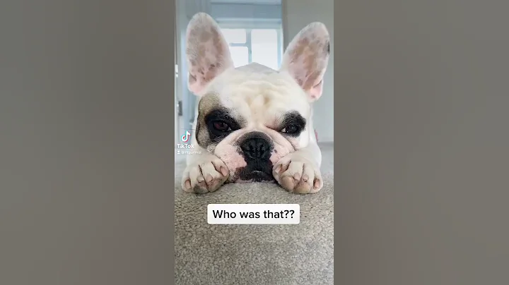 Funny cute French bulldogs do fart #shorts