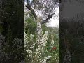 Ρεικι και η κατάσταση του μελισσι Bee Honeybeesting