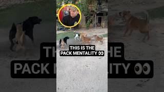 This is pack mentality. One argument turns into multiple dogs getting involved fast.