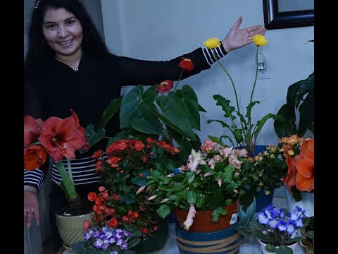 Vídeo: Plantes D’interior Amb Fulles Grans (27 Fotos): Flor Casolana De Fulla Gran De Fulla Verge, Sense Floració I Altres Espècies