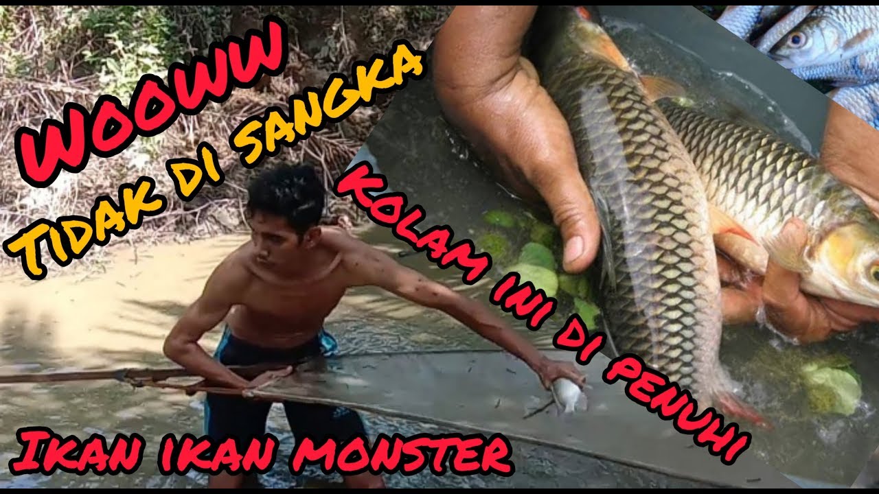 Cara Menangkap ikan Dengan tangan Kosong YouTube