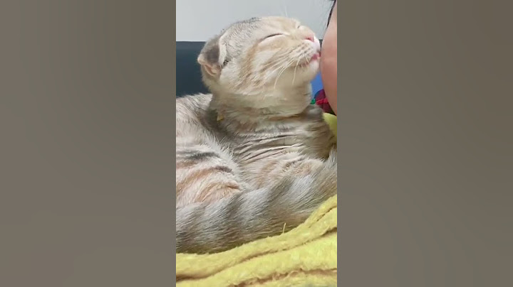 집사 핥아주는 애교 많은 고양이 💛 #shorts