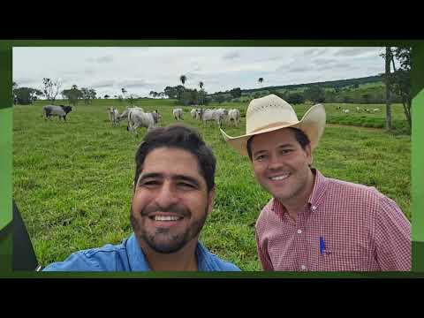 NELORE E ANGUS: PECUARISTA MINEIRO MOSTRA PASTO FANTÁSTICO E BOIADA COM GENÉTICA DE PONTA