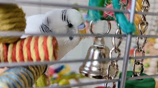 Pudgie The Budgie - Talking and Singing #4 by Nicxx2 1,169 views 1 year ago 9 minutes, 38 seconds