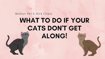 What To Do If Your Cats Don