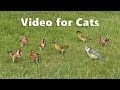 ASMR for Cats - Bird Sounds Relaxation