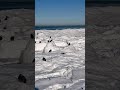#walking #cute #snow #beach #travel #sea #winter #nature #birds #duck #catsshorts #cats