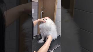 POMERANIAN PUPPY SURPRISE WITH HER FULL GROOMING #pomeranian #puppy #care #adorable