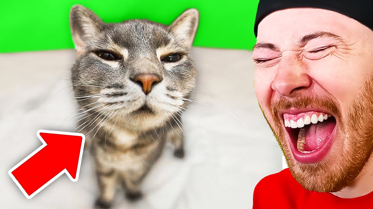 FUNNIEST Animals on The Internet!