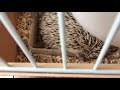 ハリネズミの変ないびき。Hedgehog&#39;s funny snoring