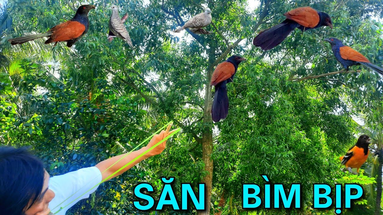 Một Ngày Đi Săn Bằng Ná Tự Chế Chế Tạo Ná Cao Su Để Đi Săn