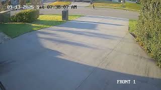 Kangaroos Really Do Jump Down The Streets In Australia.