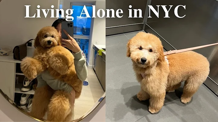 Home Alone| Puppy's first teddy bear haircut, eati...