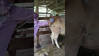 Vitamin injection for aggressive cows #keswan #cattle #animals #respect