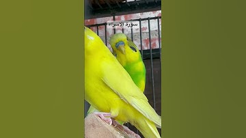 #سورة_الإسراء #قرآن #المصحف #الإسراء_والمعراج #العراق #طيور #البادجي #quran #birds #usa #lovebirds