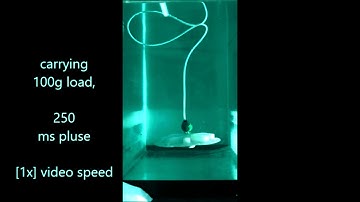 FludoJelly : A robotic Jellyfish  actuated by SPC at 50 psi  and 100g payload