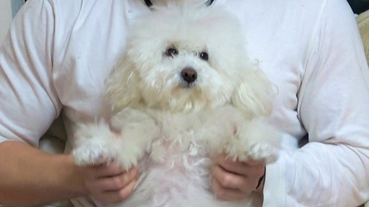 チャンポンキンポチン