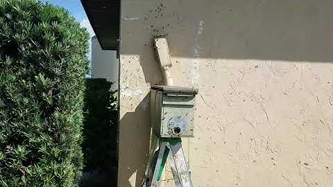 Forced Abscond of Honeybees in Wall