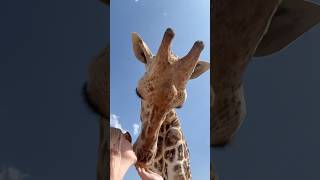 Giraffe kisses! #sanctuary #countrygirl #animals #cute #love