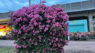 Yono-Hommachi Rose Garden Park (Video Taken: May 12, 2024)