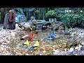 LIVE 🔴 Friday Morning In Georgia At the Pond with Birds and Blooms #live