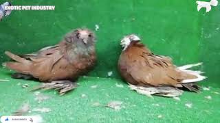 Trumpeter Bokhara The Most Expensive Breed in Pakistan | Fancy Pigeons All you should know by ocean life 38 views 3 years ago 4 minutes, 7 seconds