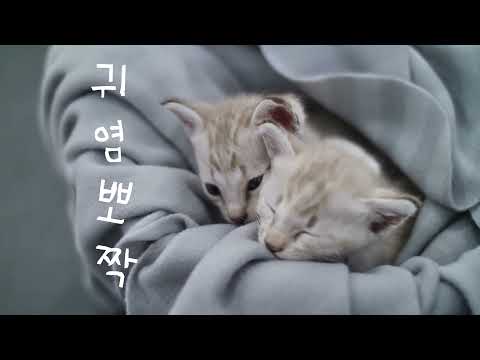 [Royalty Free Music] 귀염뽀짝/Cute (sweet/귀여운/앙증)