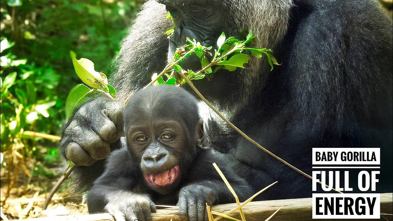 Baby Gorilla Ready to explore | SANTARO | Kyoto Zoo - YouTube