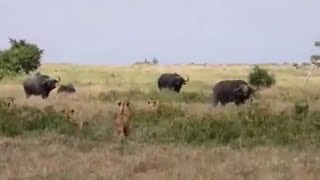 lion pride attack disabled buffalo lucky rescue by other buffalo brother video 
