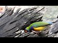 Discover the Wild - Gouldian Finch