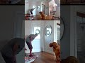 Golden Retriever happily greets intruder during home break-in