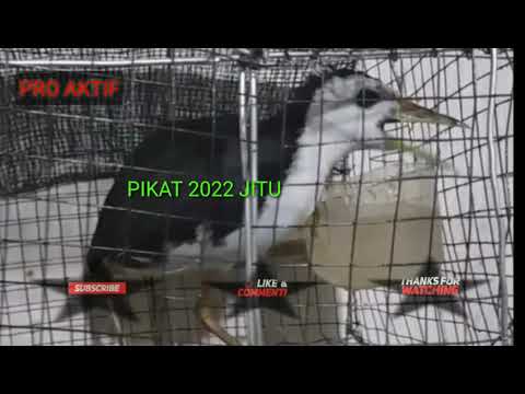 Pikat Ruak Mp3 Tahun 2022 Jangan Sampai Salah Sound.??