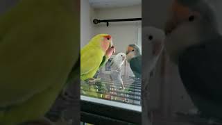 Lovebird talking to each other 7-19-21