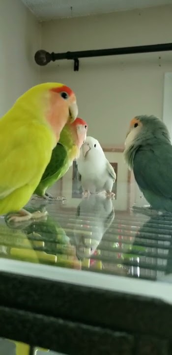 Lovebird talking to each other 7-19-21