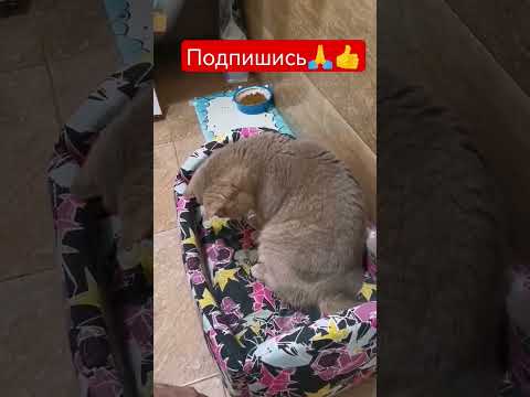 Почему взрослым кошкам нельзя давать молоко 🤯👍🙏#котики #кот #кошки #милыйкотик #домашнийпитомец